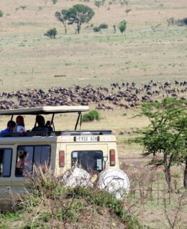 Game Drives