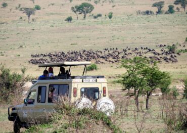 game drive, vehicle, animals, mammals, tourism, tourists, safari, tanzania, africa, wild, nature, game drive, game drive, game drive, game drive, game drive