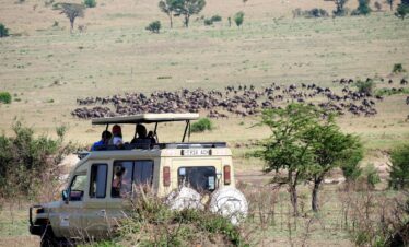 game drive, vehicle, animals, mammals, tourism, tourists, safari, tanzania, africa, wild, nature, game drive, game drive, game drive, game drive, game drive